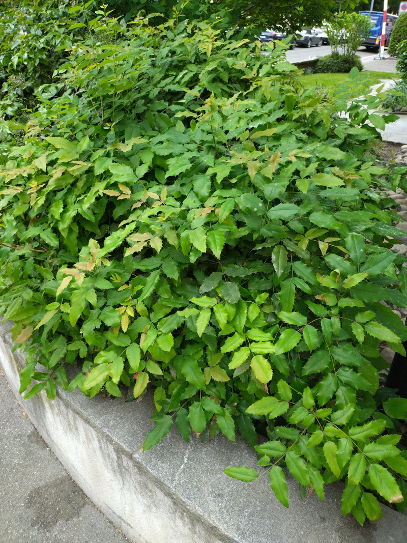 On aperçoit un arbuste dense de mahonia aux feuilles pennées et épineuses caractéristiques. La plante pousse derrière un mur de pierre grise en milieu urbain.