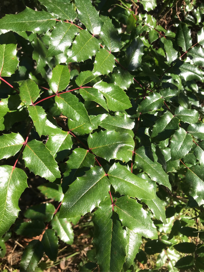 Mahonia — photo 2 sur 20