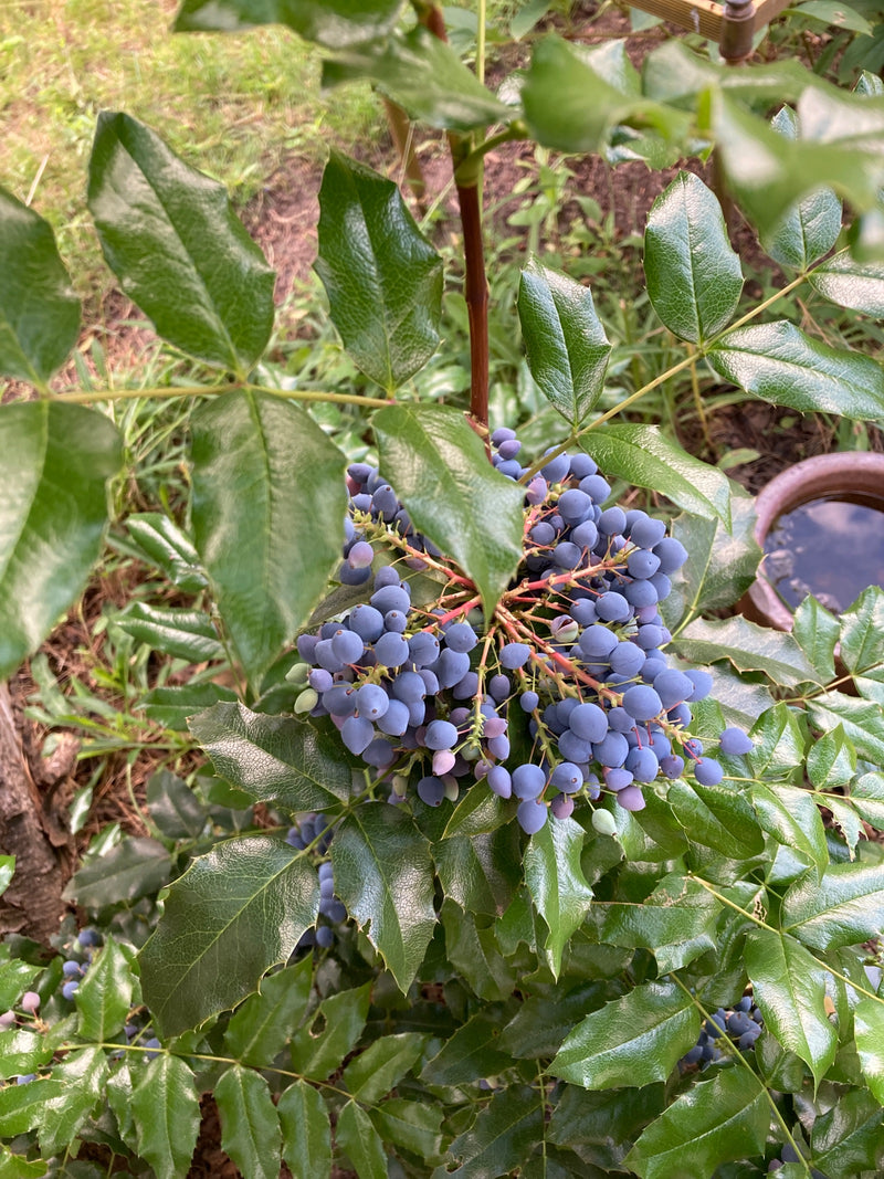 On y voit une mahonie avec ses feuilles pennées typiques et une grande grappe de baies bleues. La plante pousse dans un jardin.