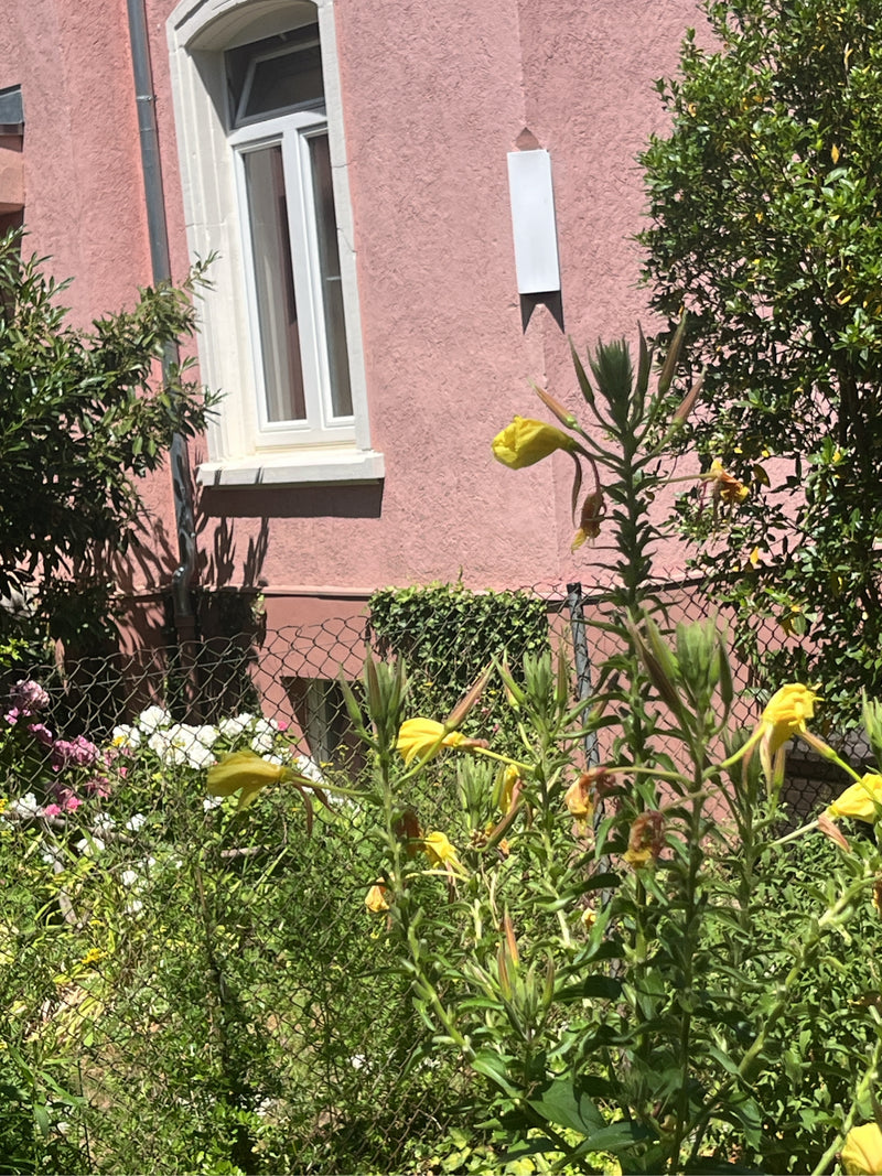 On voit une onagre en fleurs devant un mur de maison rose dans un jardin. Les fleurs jaunes et les bourgeons caractéristiques se trouvent sur de longues tiges.