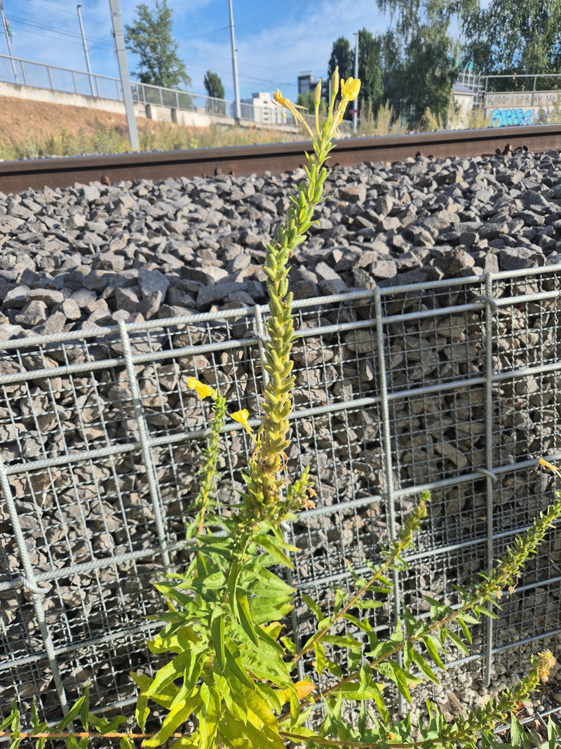 On aperçoit une onagre dressée aux fleurs jaunes et aux feuilles lancéolées. Elle se trouve devant un lit de gravier et une clôture métallique.