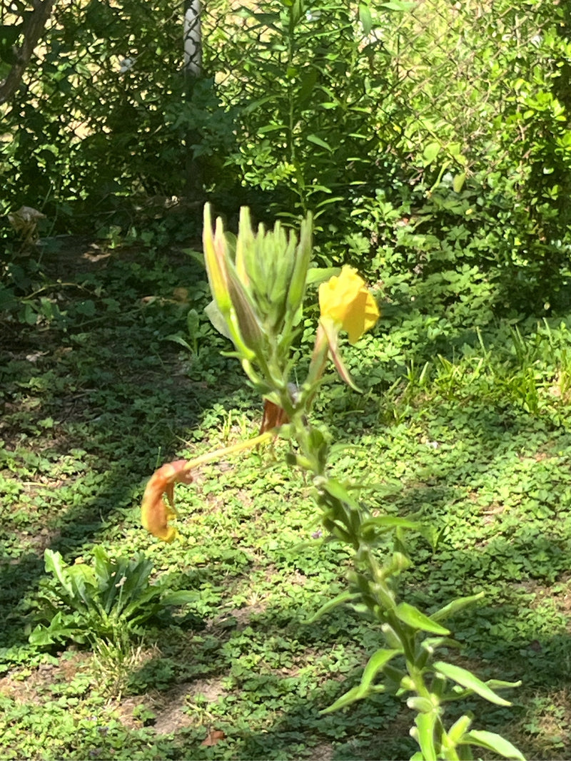 On aperçoit une onagre bisannuelle avec des fleurs jaunes et des boutons. La plante se dresse devant un fond vert dans le jardin.