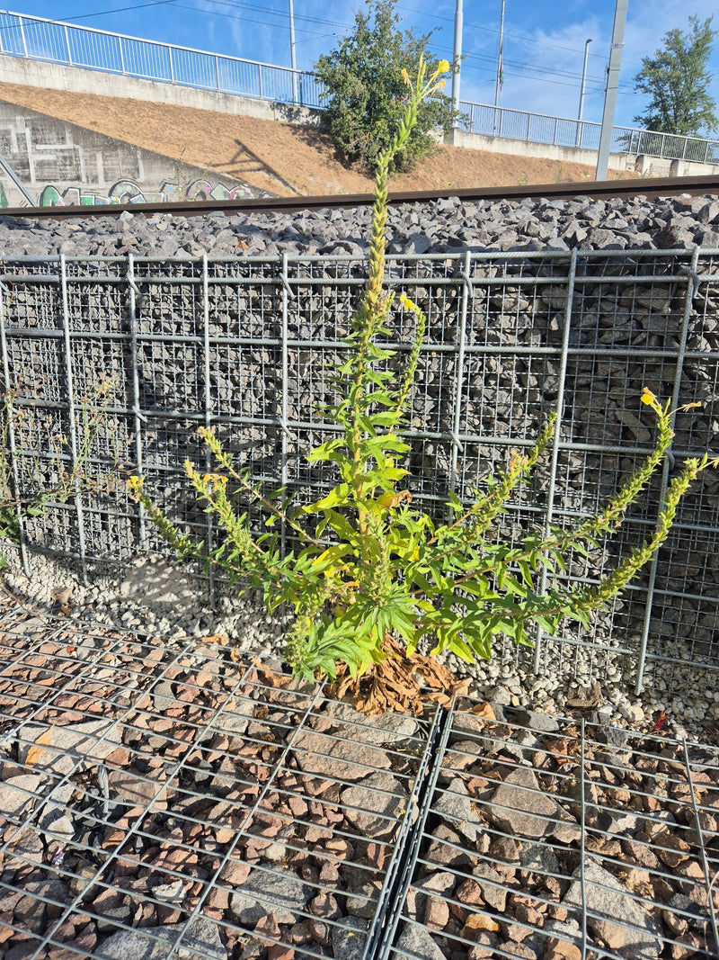 Un onagre en fleurs pousse devant un mur de gabions en pierre sur un sol de gravier. La plante dressée montre ses inflorescences jaunes typiques.