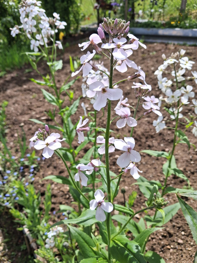 Violette nocturne commune — Bild 1