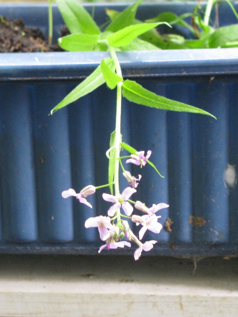 On voit une julienne des dames en fleurs avec des fleurs violettes caractéristiques et des feuilles vertes. La plante est suspendue devant un pot bleu.
