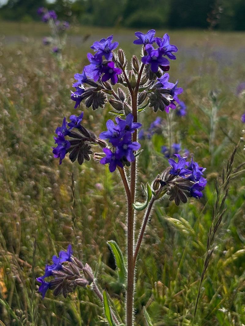 L'image montre une buglosse officinale en fleur avec ses fleurs typiques bleu-pourpre et sa tige poilue. La photo capture la plante dans un environnement de ...