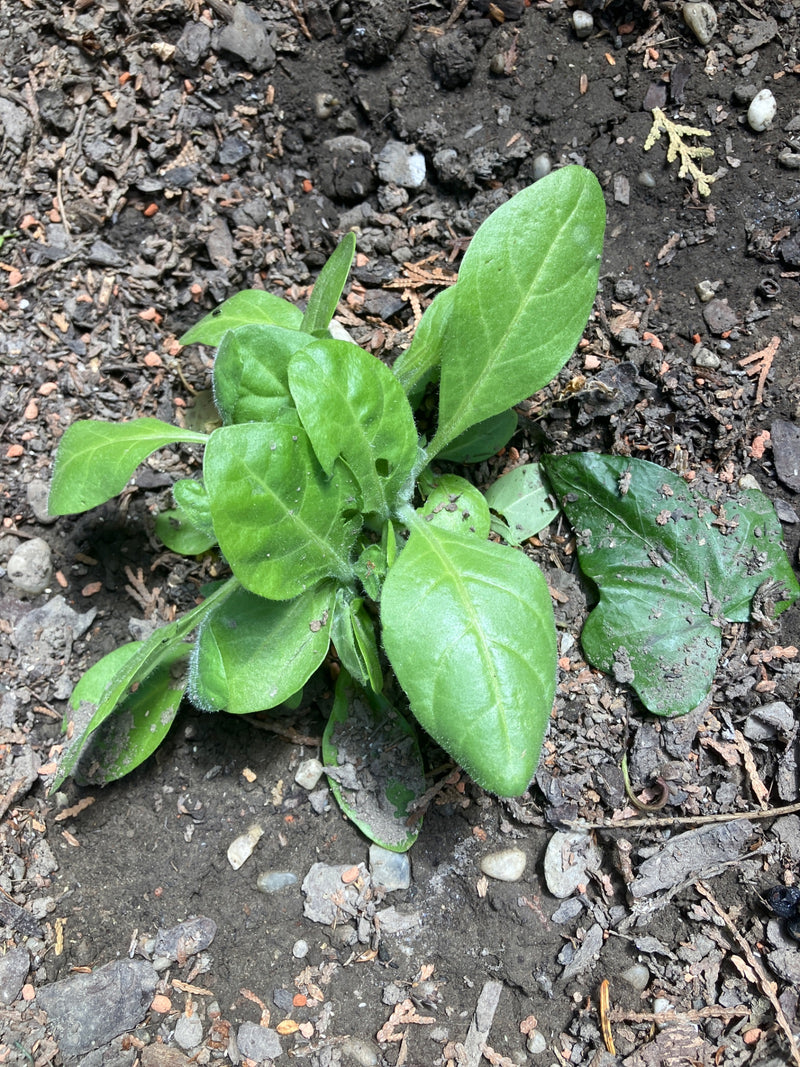 On y voit une jeune buglosse officinale aux feuilles vertes et velues. La plante pousse sur un sol nu.
