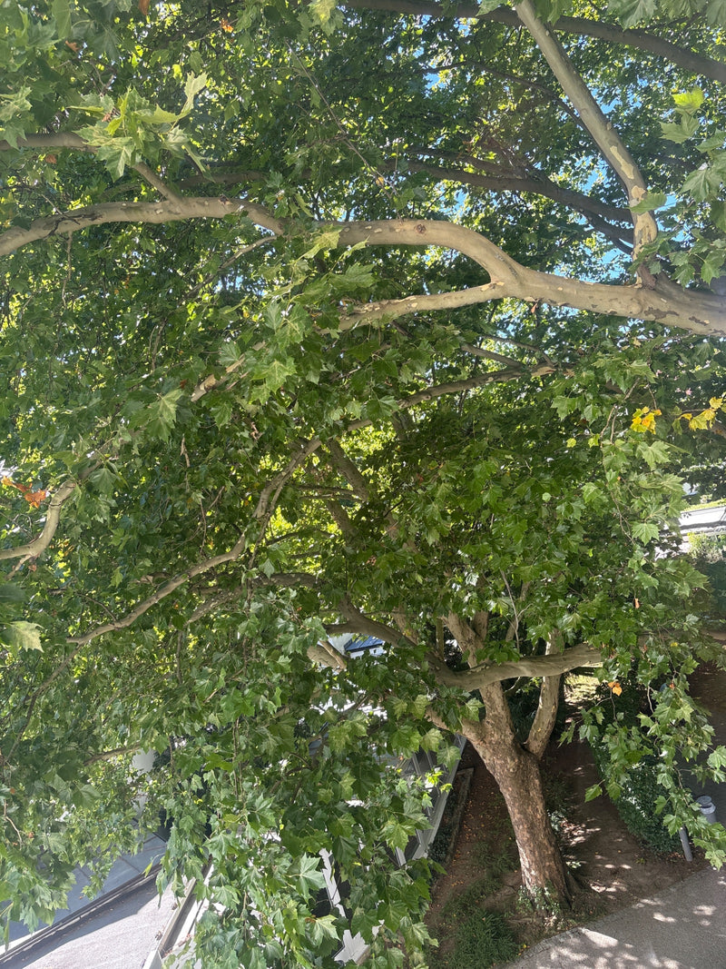 L'image montre un platane à feuilles d'érable mature avec une canopée dense et des feuilles caractéristiques. La vue est dirigée vers le haut dans les branches.