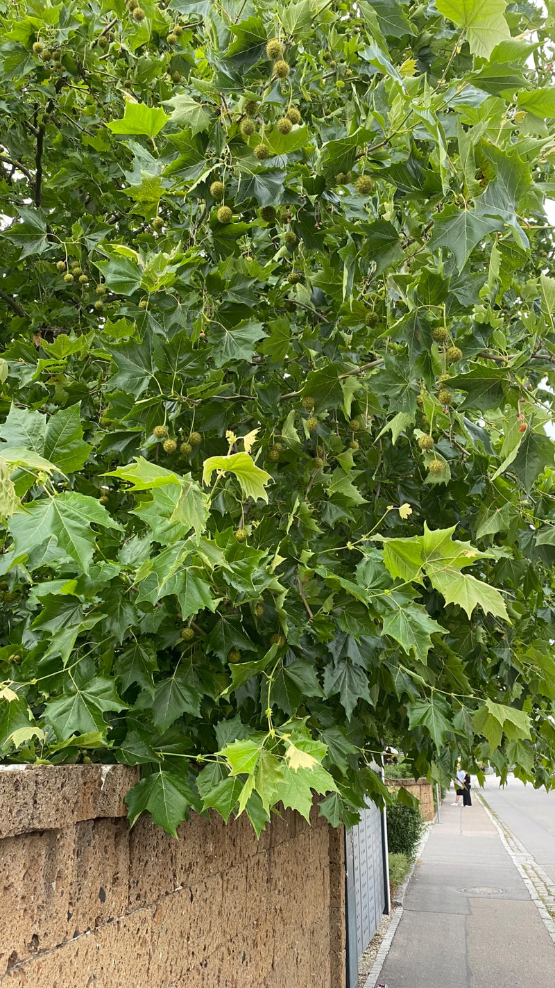 On peut voir le feuillage dense et les groupes de fruits d'un platane à feuilles d'érable, dépassant d'un mur le long d'un trottoir urbain. Les feuilles typi...