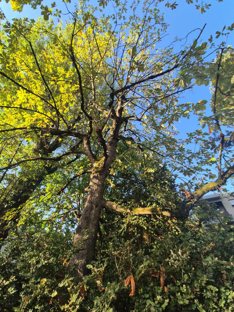 Un marronnier d'Inde est visible en contre-plongée, s'élevant vers le ciel bleu. Le tronc et les branches feuillues sont bien reconnaissables.