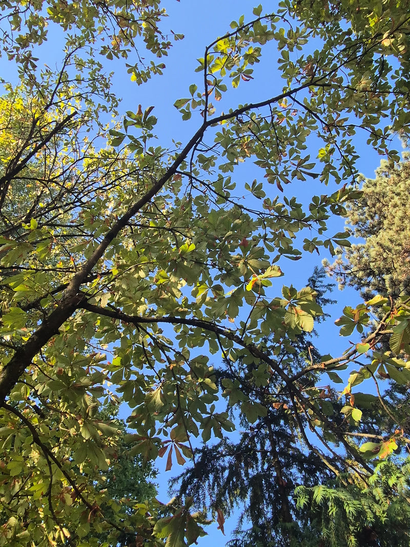 On voit la cime d'un marronnier d'Inde avec ses feuilles palmées caractéristiques sur fond de ciel bleu. La perspective est orientée vers le haut à travers l...