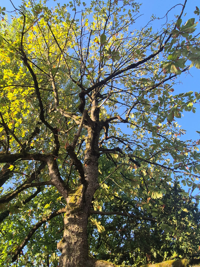L'image montre un marronnier d'Inde en contre-plongée, affichant le tronc et les branches feuillues sur fond de ciel bleu.