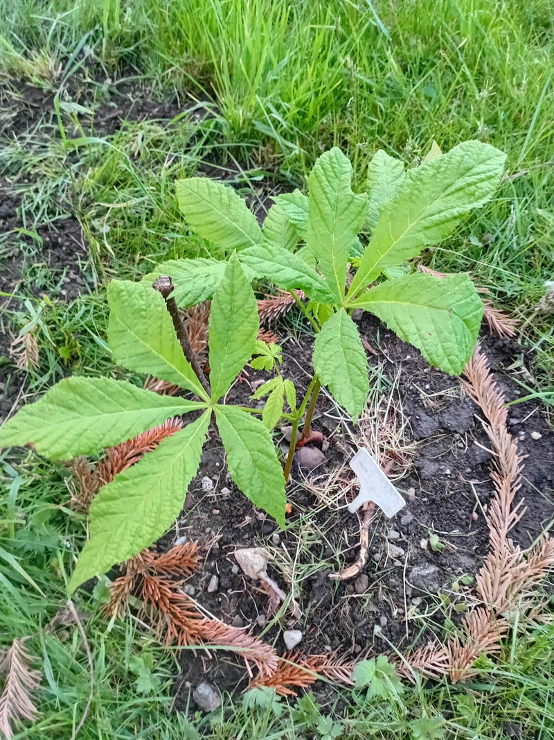 On aperçoit un jeune plant de marronnier d'Inde doté de feuilles palmées caractéristiques. La plante pousse dans un parterre au milieu de l'herbe.