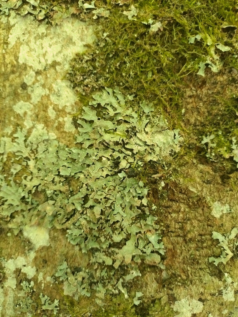 Lichen commun — Bild 1