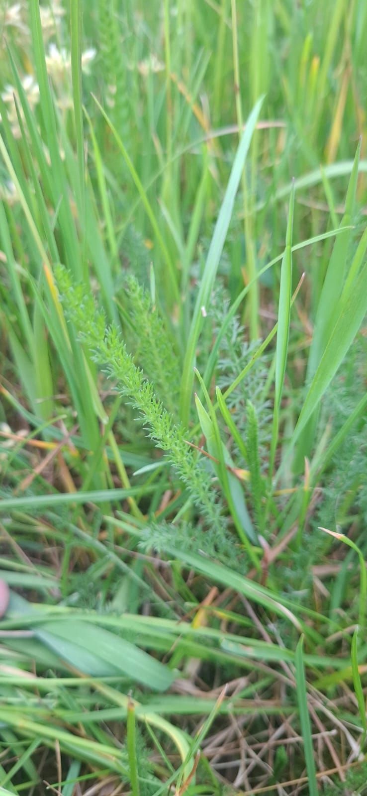 Achillée millefeuille — Bild 4