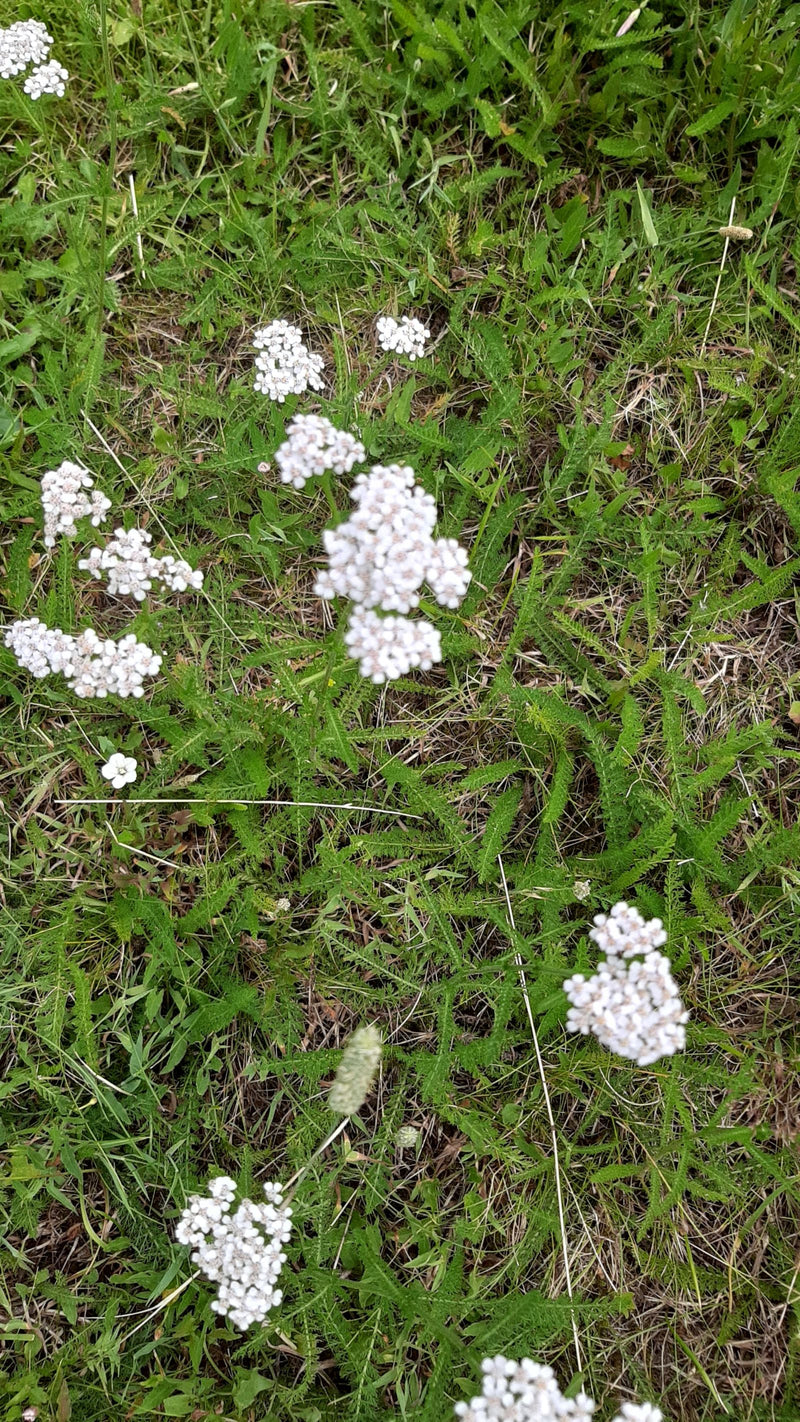 On peut voir plusieurs spécimens en fleurs d'achillée millefeuille avec leurs inflorescences blanches caractéristiques et leurs feuilles finement découpées d...