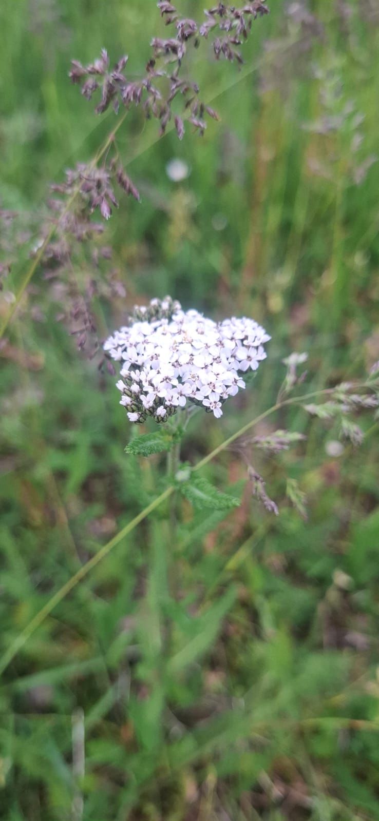 Achillée millefeuille — Bild 3