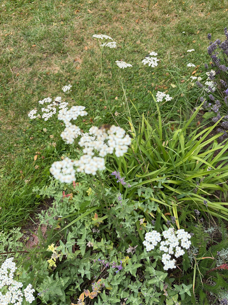 L'image montre plusieurs spécimens d'achillée millefeuille avec leurs inflorescences blanches typiques et leurs feuilles pennées dans un environnement de pra...