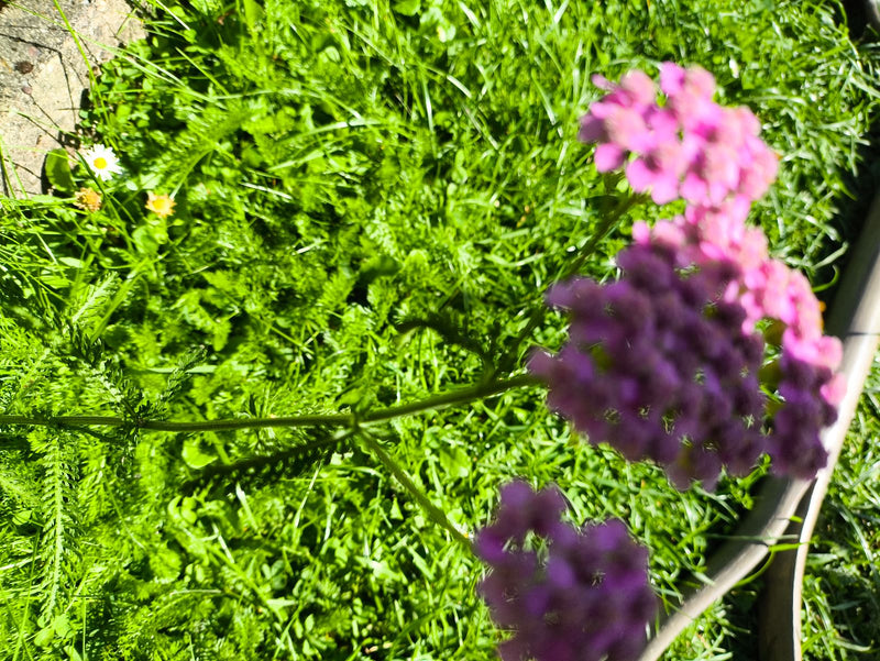 On aperçoit une achillée millefeuille aux inflorescences roses et aux feuilles finement découpées. Elle pousse sur une prairie verte en plein soleil.