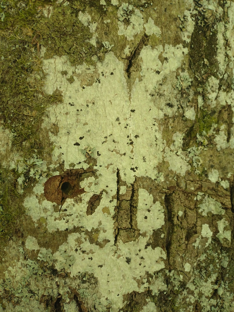 Lichen à écriture ordinaire — Bild 1
