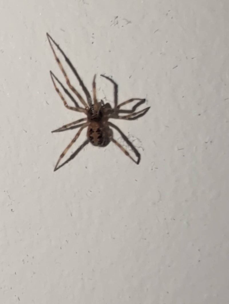 Araignée de secteur — Bild 1