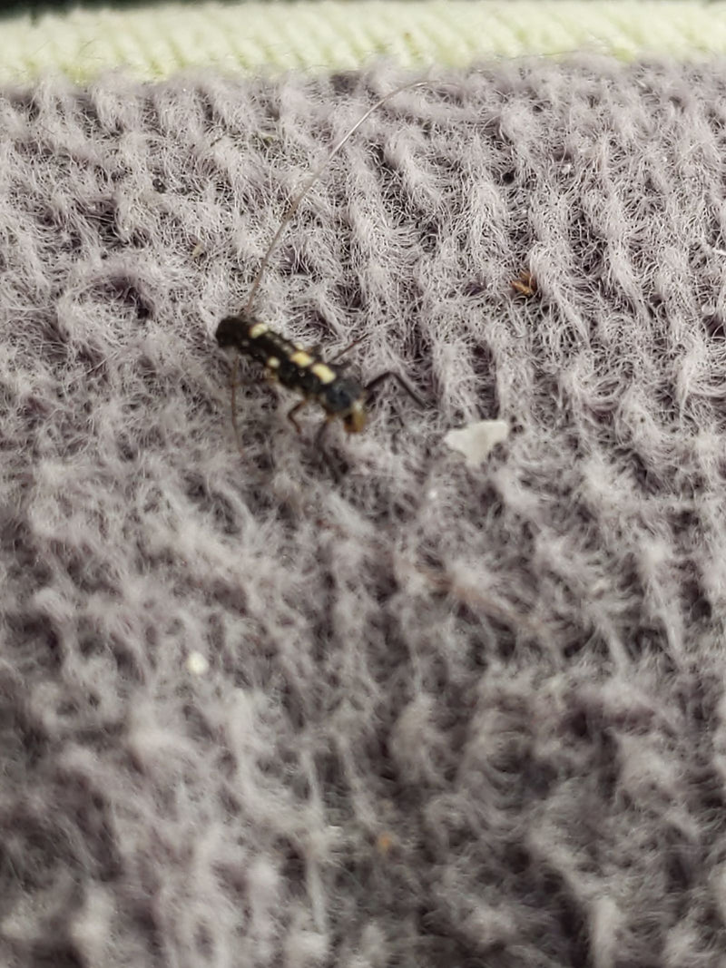 Insecte arbustif commun — Bild 1