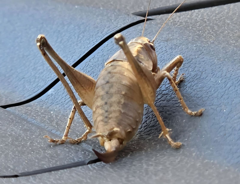 Insecte arbustif commun — photo 5 sur 5