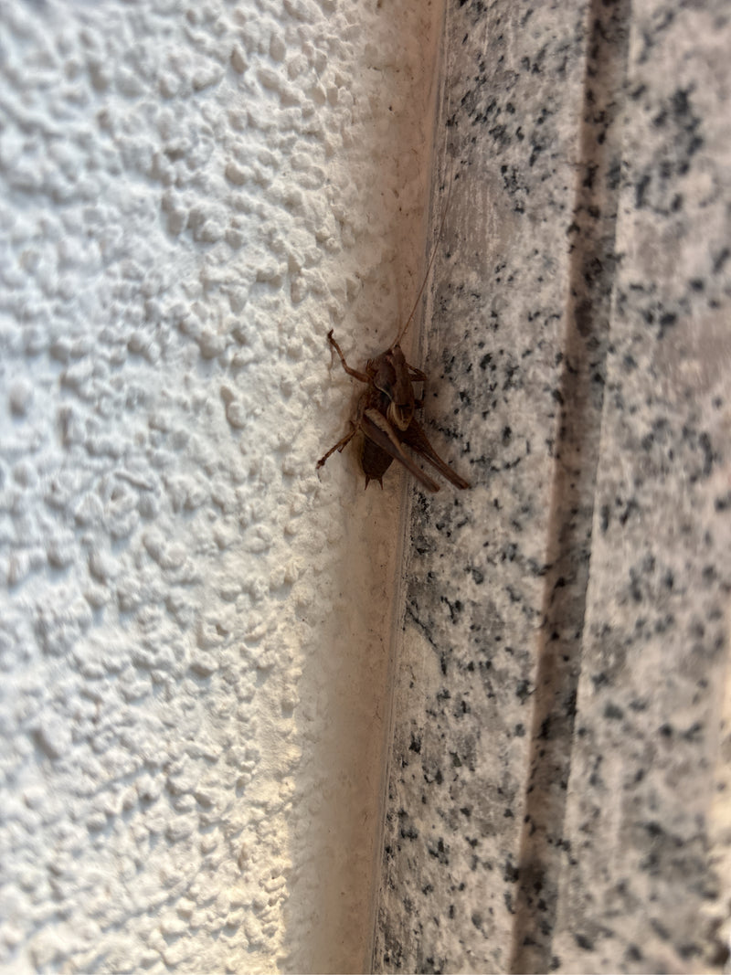 Insecte arbustif commun — photo 4 sur 5