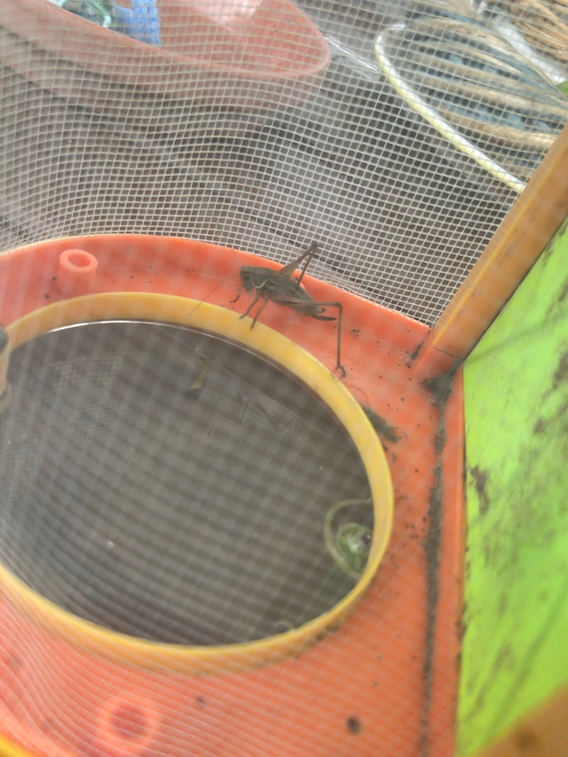 Insecte arbustif commun — photo 2 sur 5