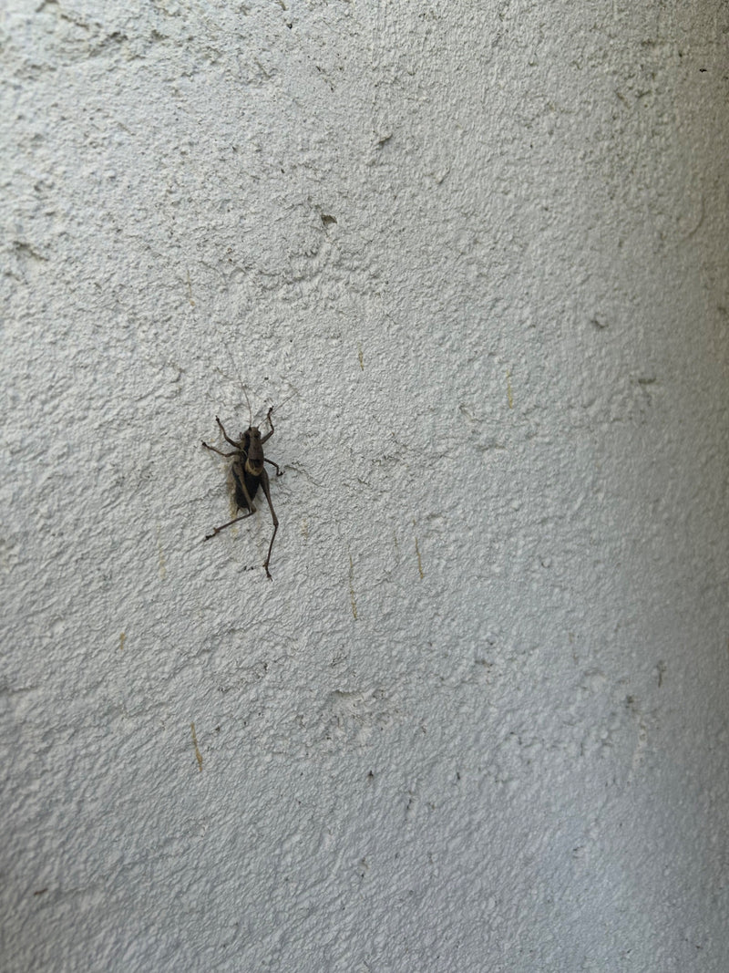 Insecte arbustif commun — photo 3 sur 5