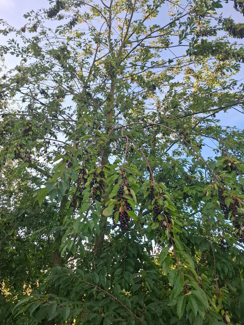 L'image montre un merisier à grappes avec de nombreuses feuilles vertes et de longues grappes pleines de fruits sombres. L'arbre se dresse sur un ciel bleu c...
