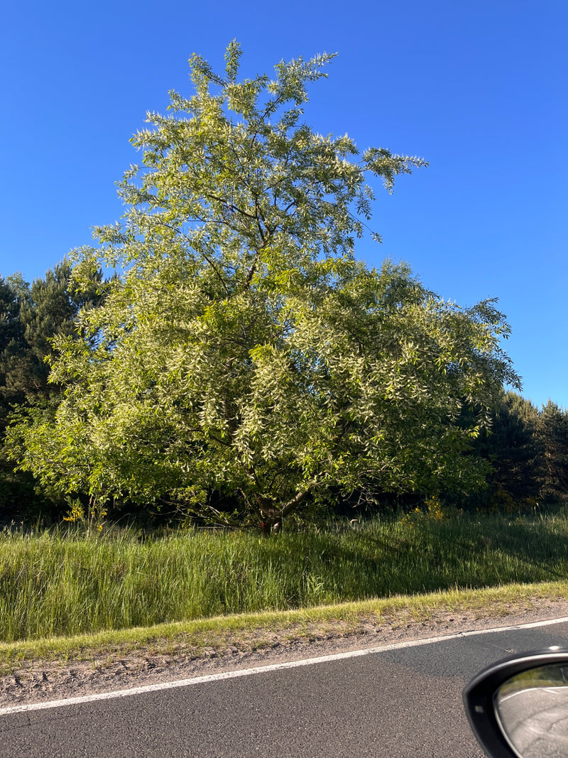 On aperçoit un merisier à grappes en fleurs au bord d'une route. L'arbre se dresse devant un fond d'herbe verte et d'autres forêts.