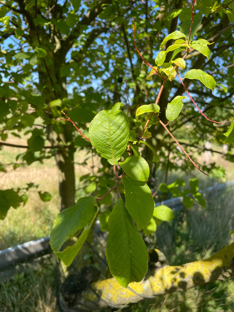 On peut voir les feuilles vertes et les rameaux rougeâtres du padus au soleil. Les feuilles finement dentées pendent à une branche devant un environnement na...