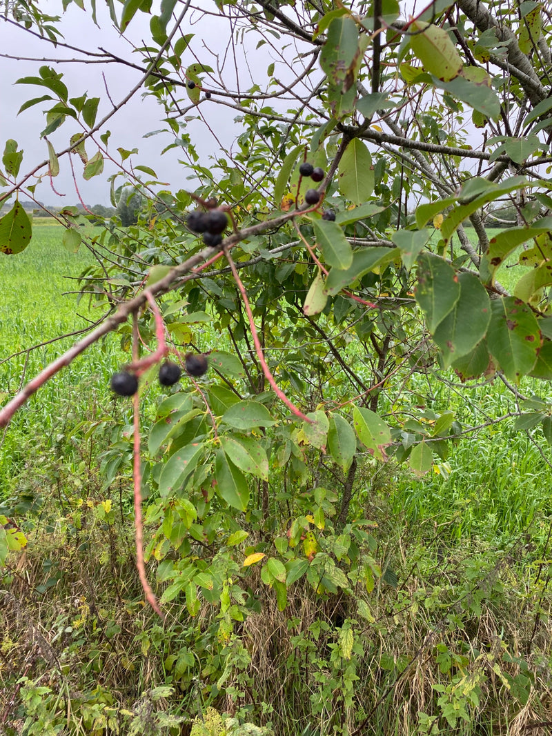 L'image montre une branche de cerisier à grappes avec des feuilles vertes et des fruits sombres. L'arbuste se trouve devant un paysage de prairie.