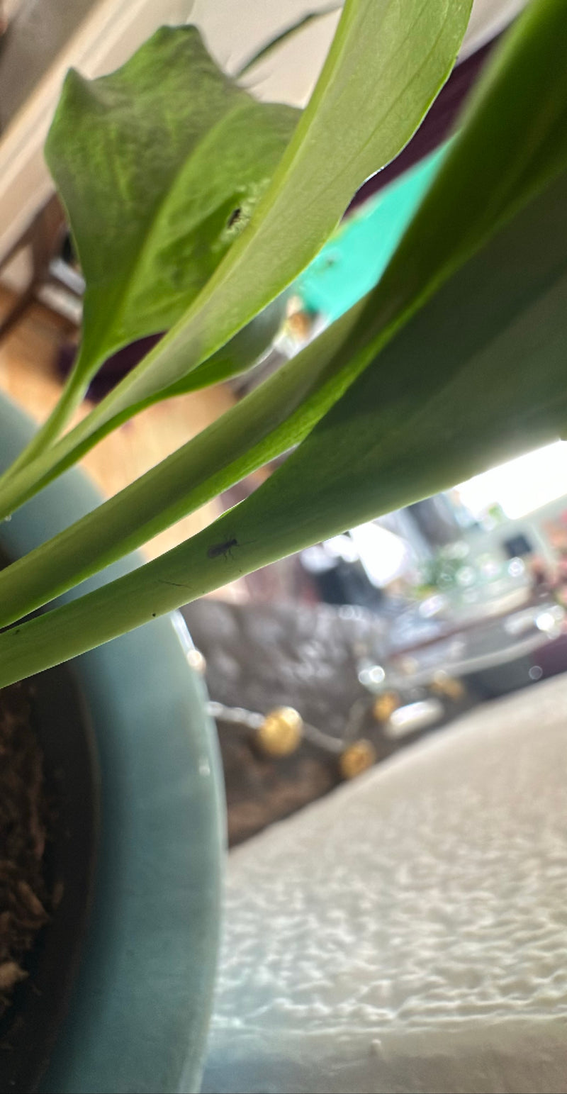 Un petit moucheron des terreaux est posé sur la tige d'une plante d'intérieur. L'insecte est visible sur le fond vert.