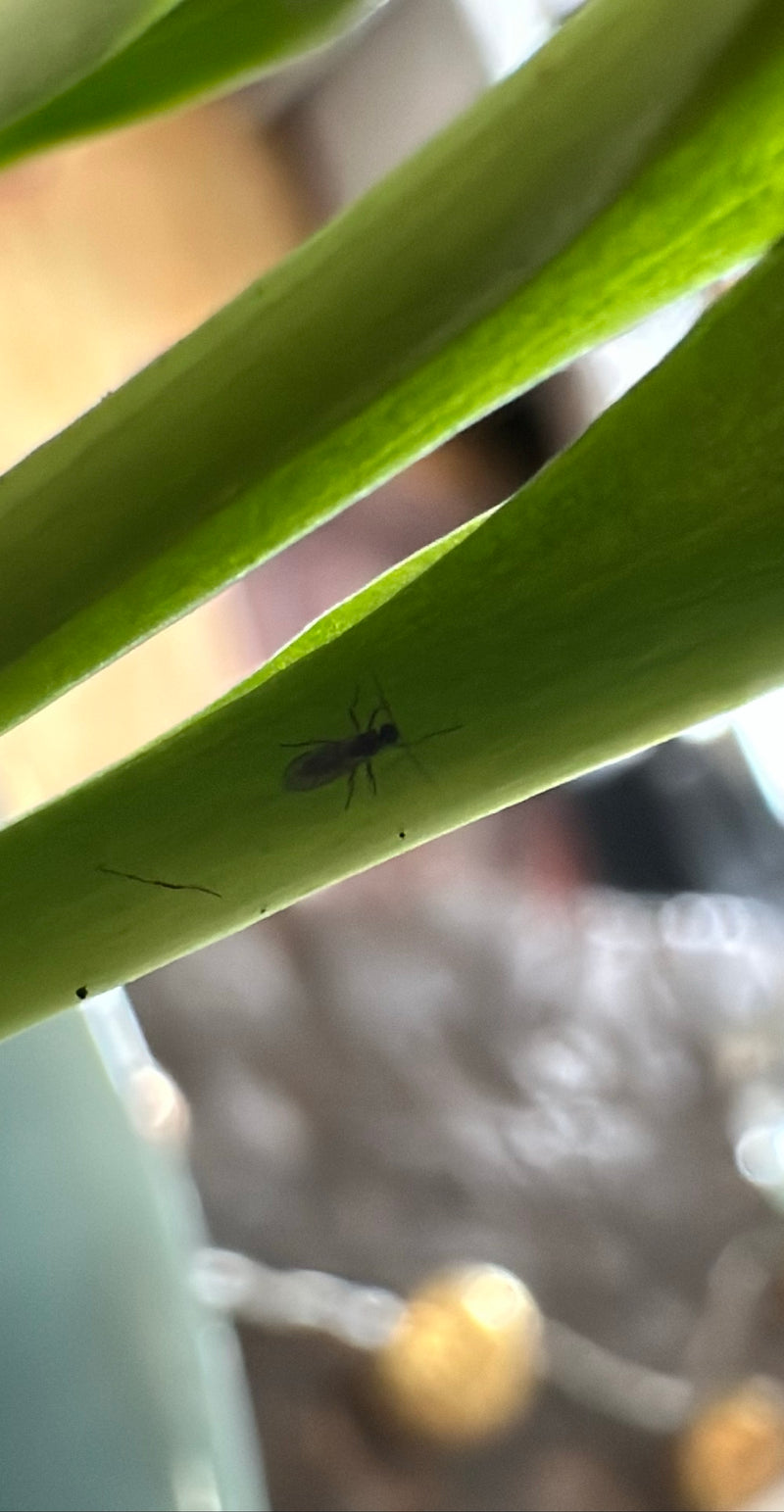 Un moustique des terreaux adulte est posé sur la face inférieure d'une feuille de plante verte. L'insecte est bien visible.