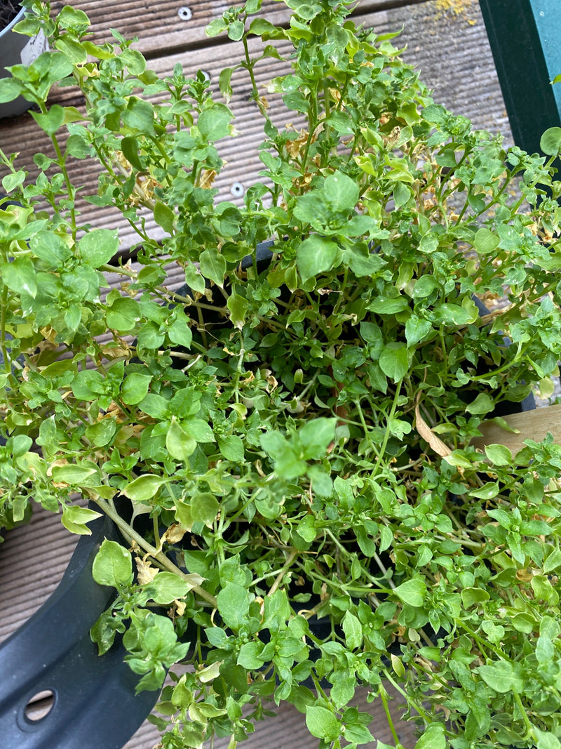 L'image montre un mouron des oiseaux à la croissance dense avec de petites feuilles vertes dans un pot de fleurs. La photo est prise en vue plongeante sur un...