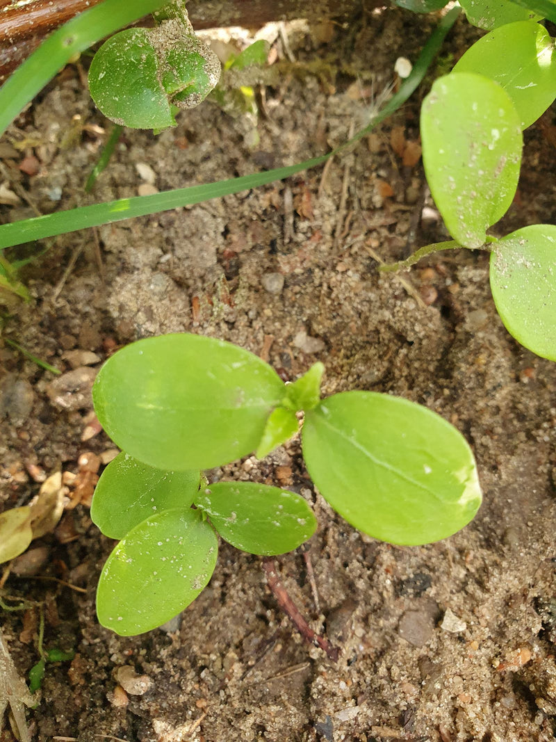 L'image montre de jeunes plantules de mouron des oiseaux avec des feuilles ovales opposées poussant sur un sol sableux.