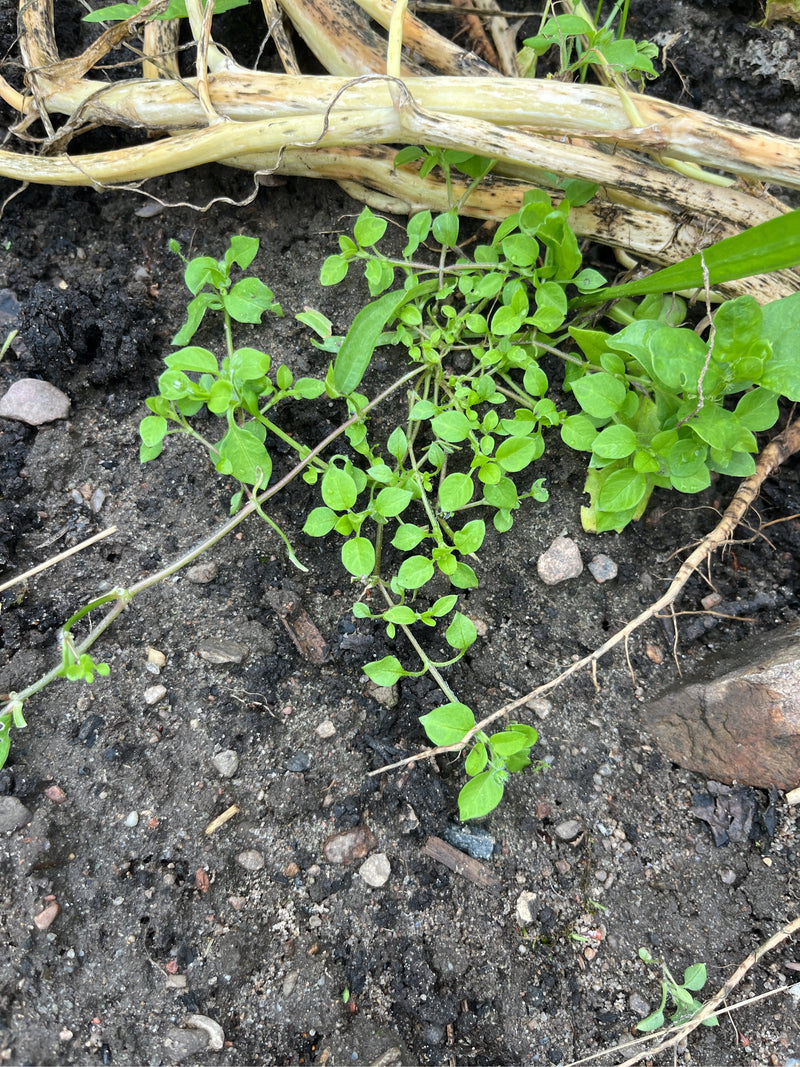 On voit du mouron blanc aux feuilles vertes poussant sur un sol sablonneux à côté de débris végétaux.