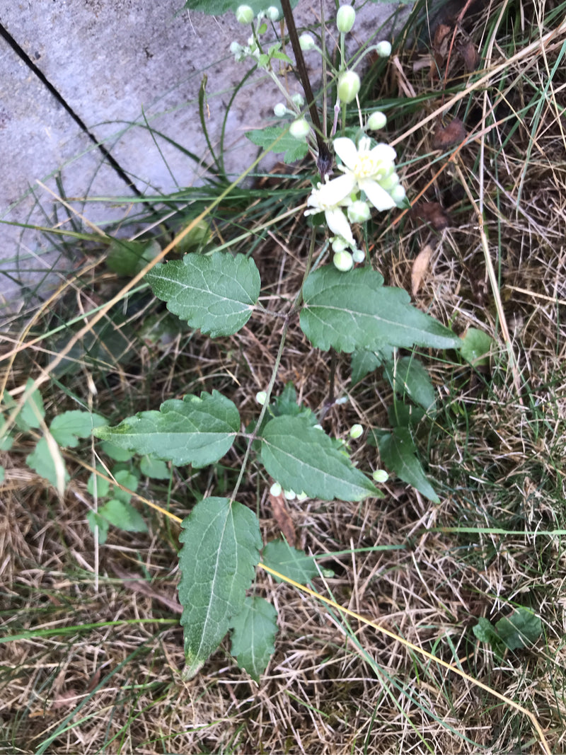 Clématite commune — photo 1 sur 9