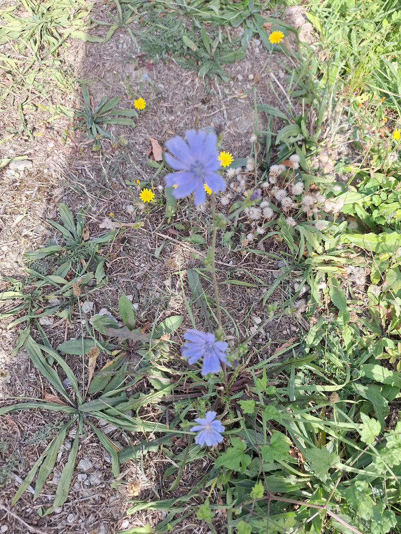 Une chicorée sauvage en fleurs aux pétales bleu clair pousse au bord d'un chemin clairsemé.