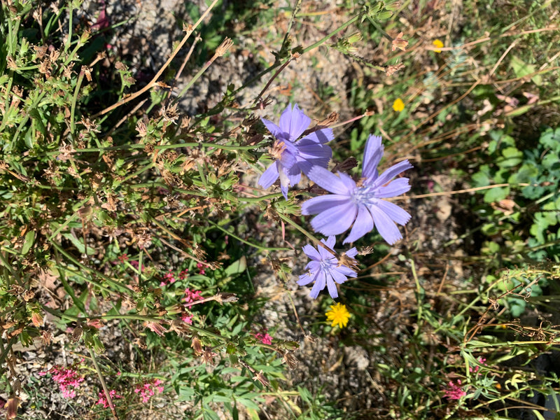 L'image montre plusieurs fleurs bleu vif de chicorée. Elles poussent sur des tiges ramifiées au milieu de l'herbe et des herbes sauvages.