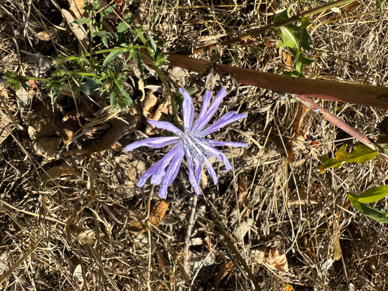 Une fleur bleu clair épanouie de chicorée sauvage est visible en vue de dessus sur un sol sec et des débris végétaux.