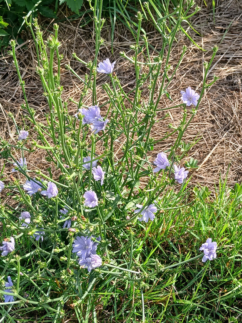 La photo montre une chicorée sauvage en fleurs avec ses inflorescences bleu clair typiques sur des tiges ramifiées. Elle pousse dans un environnement d'herbe...