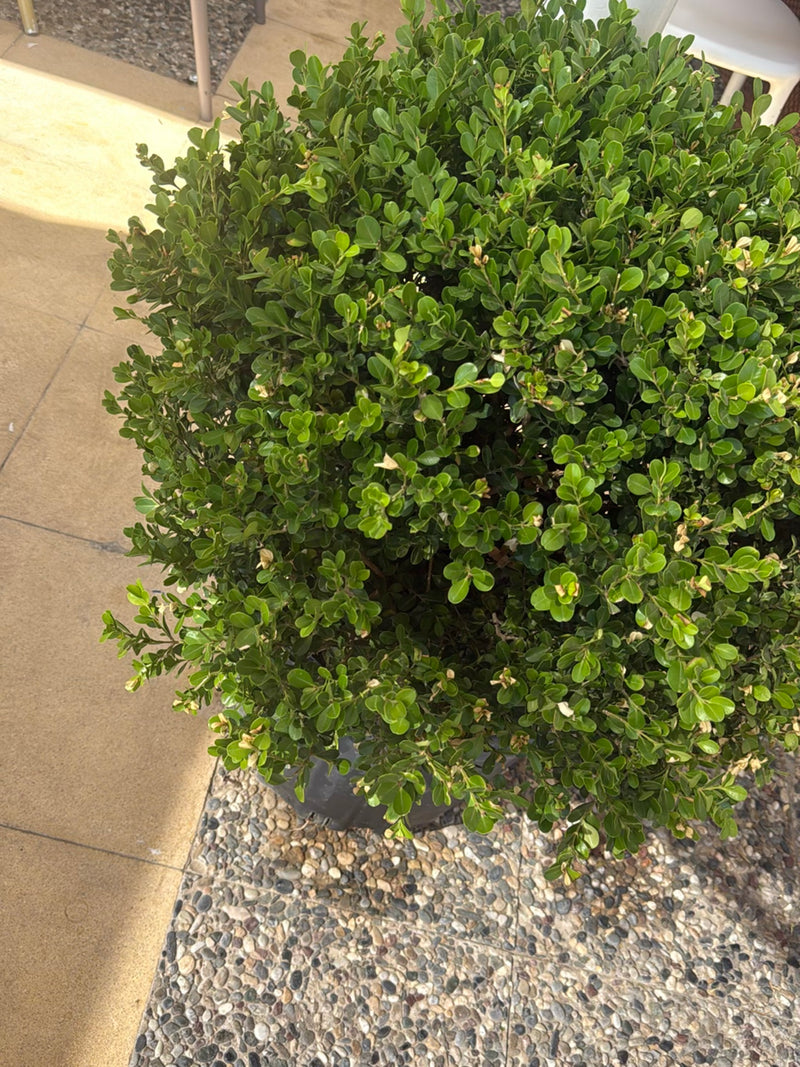 On y voit un buis compact dans un pot de fleurs sur un sol clair. La plante présente son feuillage dense et vert typique.