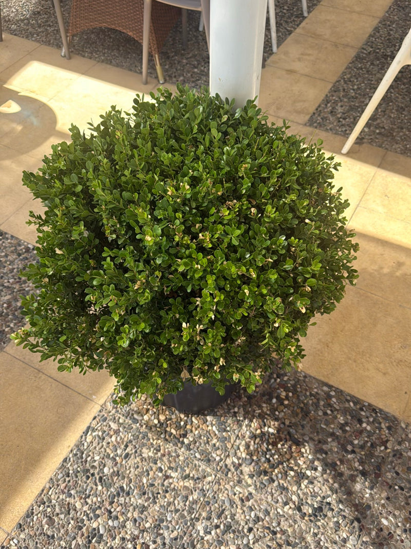 On peut voir un buis dense et taillé en boule dans un pot de fleurs sombre. La plante se trouve sur un sol en pierre claire.