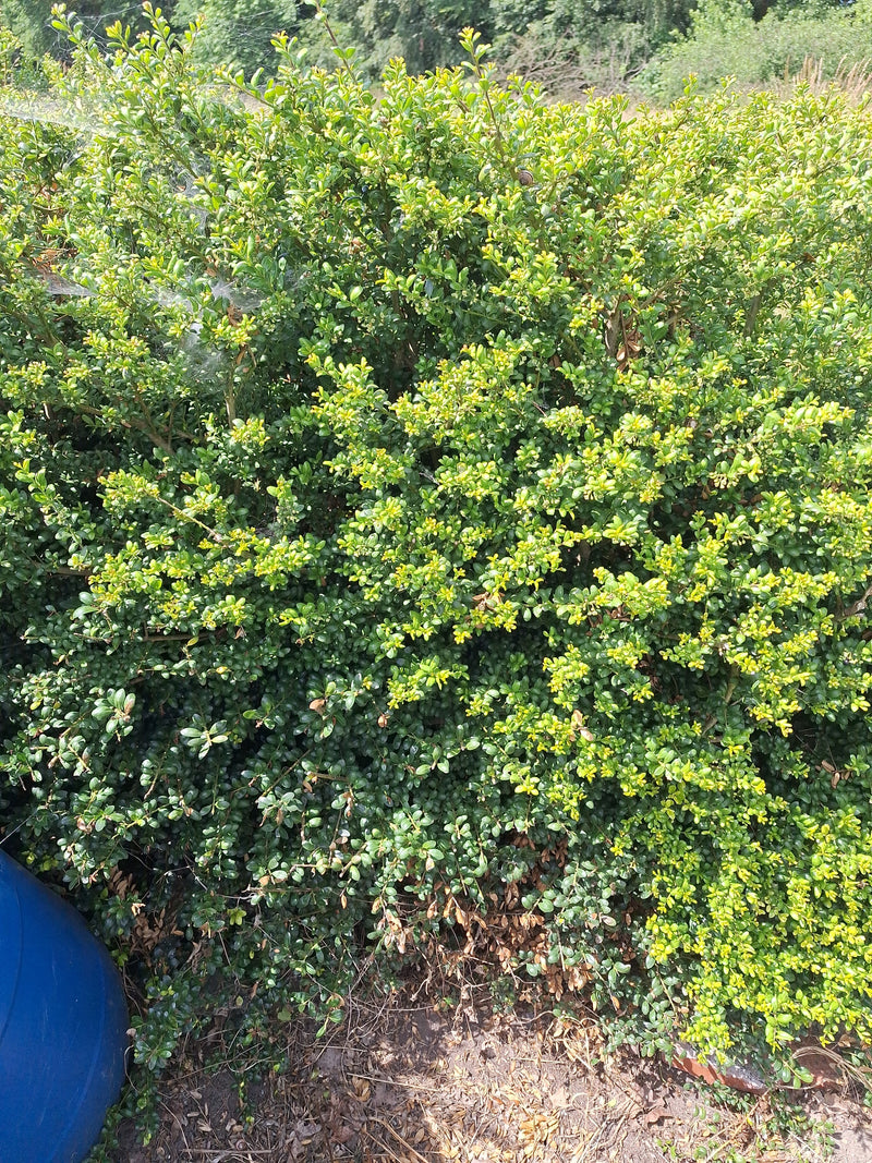 On aperçoit un arbuste de buis dense avec de nombreuses petites feuilles vertes. La plante se trouve à l'extérieur dans un environnement naturel.