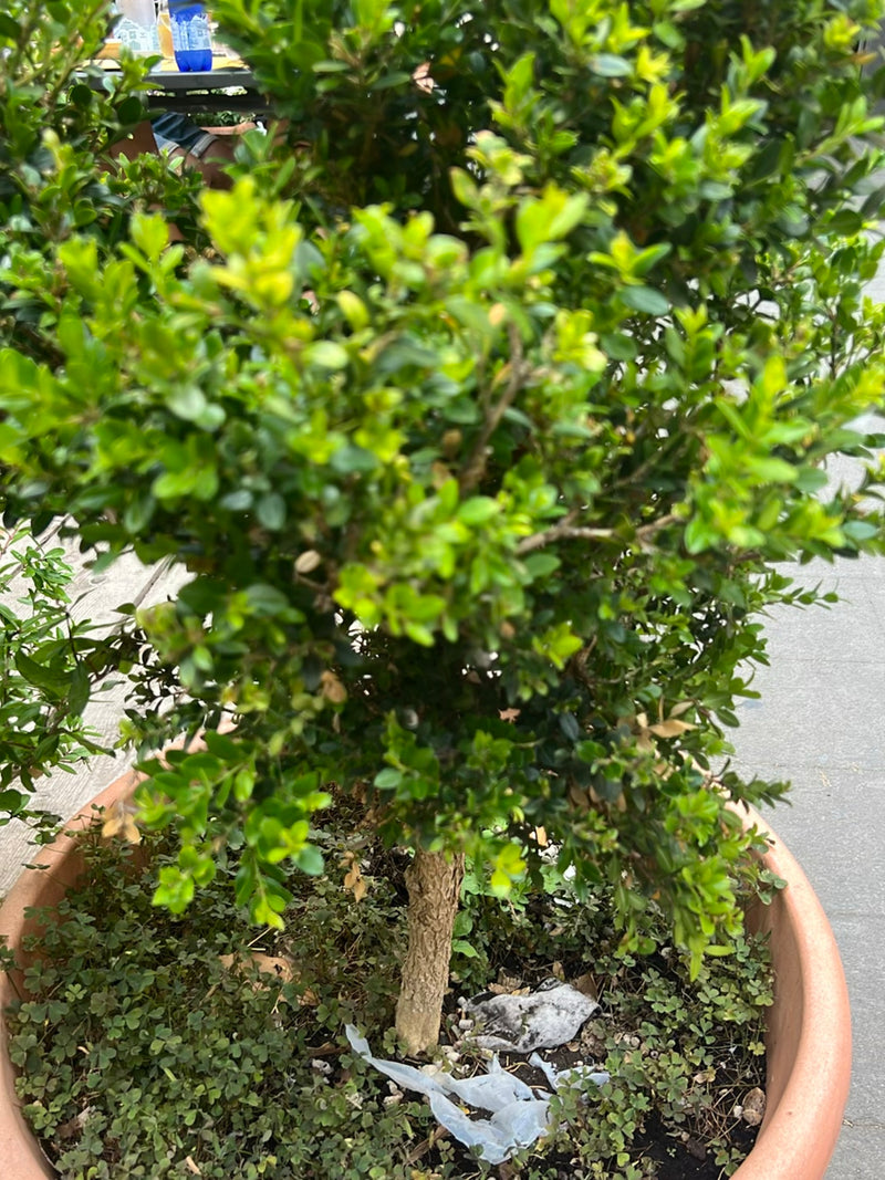 On peut voir un buis compact dans un grand bac à plantes. Les feuilles vertes denses et le tronc ligneux sont bien reconnaissables.