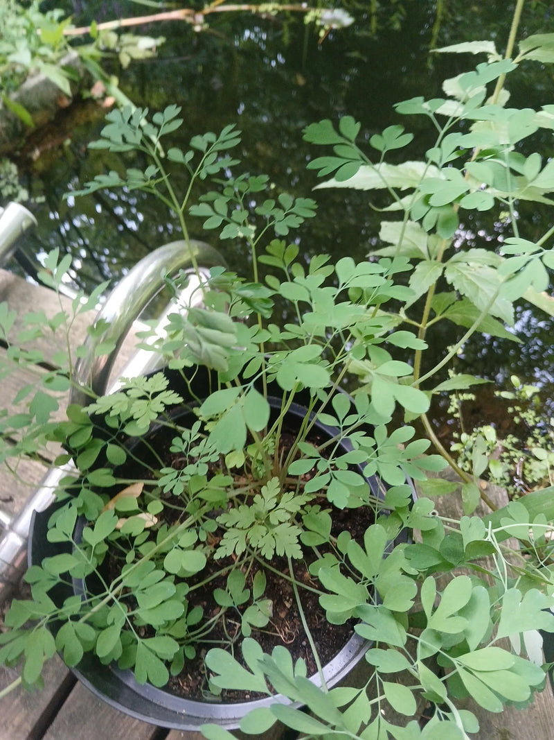 L'image montre une plante saine de fumeterre officinale avec des feuilles typiquement finement divisées. Elle pousse dans un pot de fleurs noir près d'un poi...