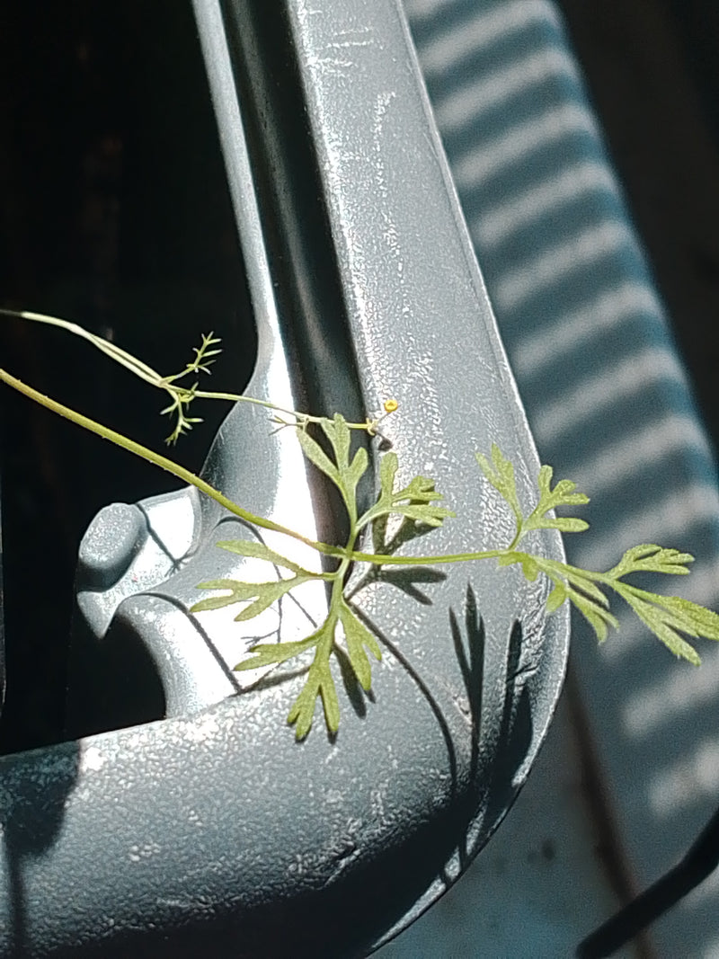 On peut voir les feuilles caractéristiques et finement divisées de la fumeterre officinale poussant sur une surface métallique grise.